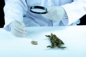 main-medecin-offre-au-patient-marijuana-medicale-huile