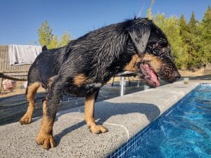 piscine et chien