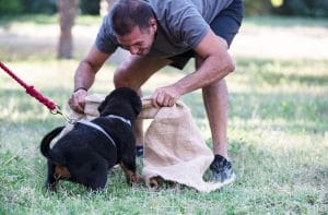 puppy-rottweiler-training-in-the-nature-in-summer